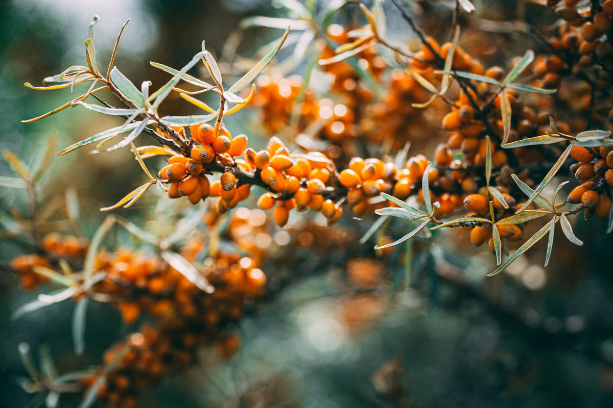 Sea buckthorn branch heavy with orange berries